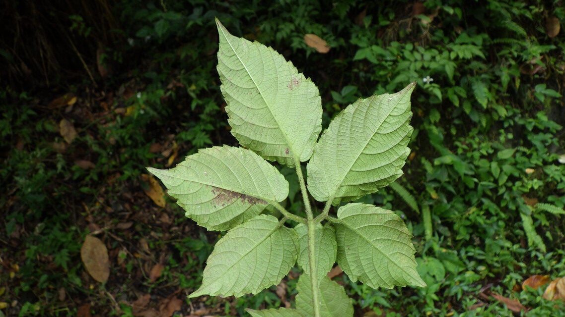 Cayratia debilis — photo