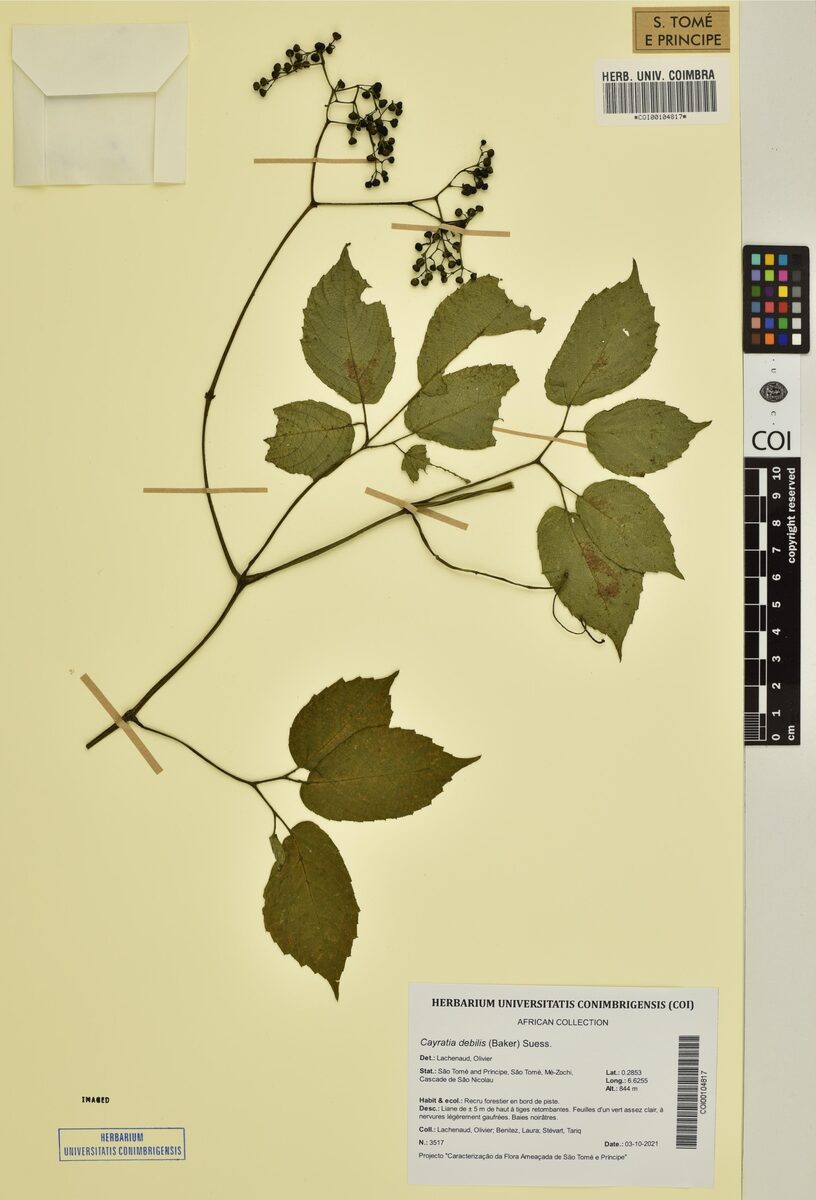 Cayratia debilis