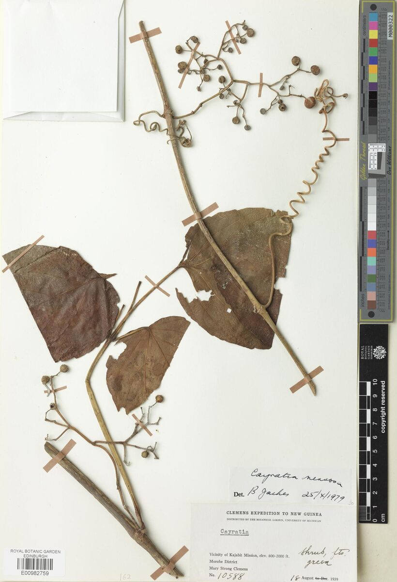 Cayratia nervosa