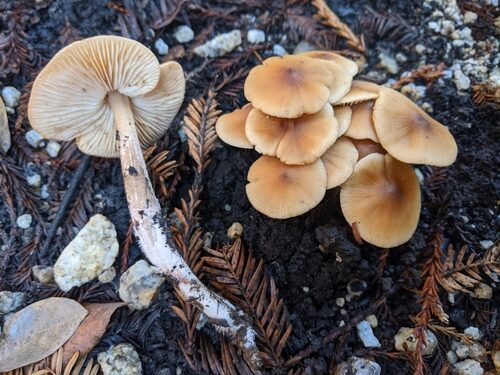 Ceanothus herbaceus (Red root) — photo