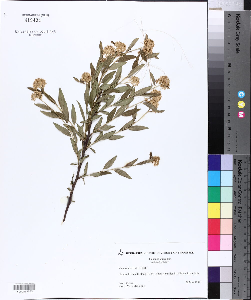 Ceanothus ovatus - (Desf.) (Smaller Red-Root) — photo