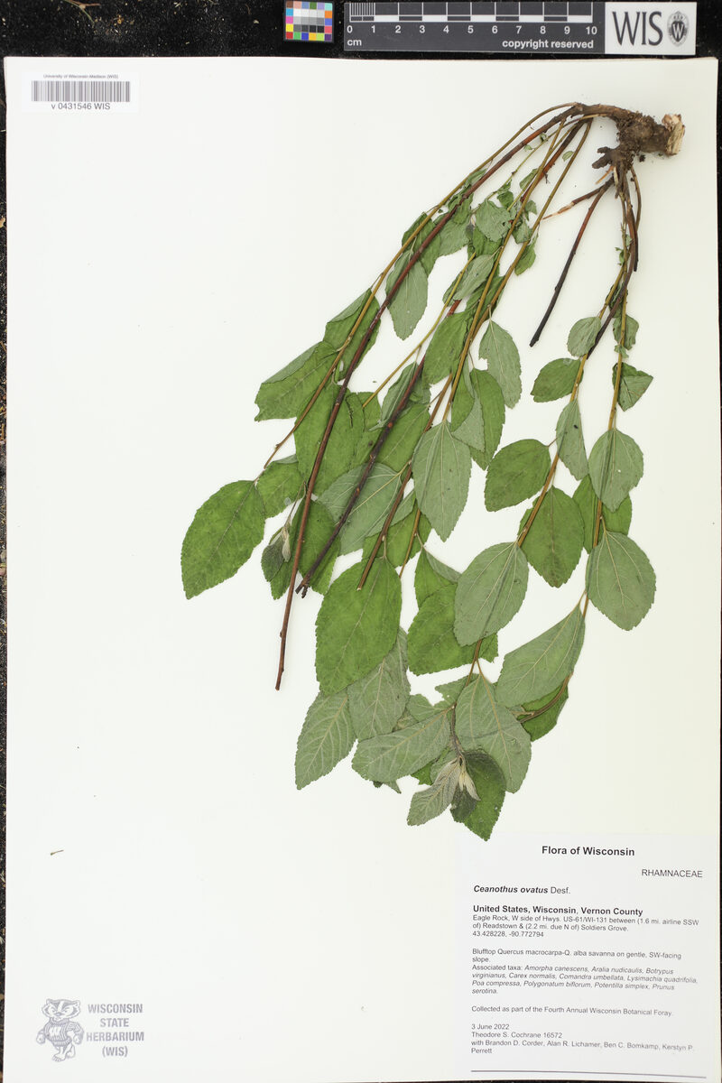 Ceanothus ovatus - (Desf.)