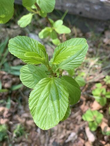 Ceanothus sanguineus (Oregon Tea Tree) — photo
