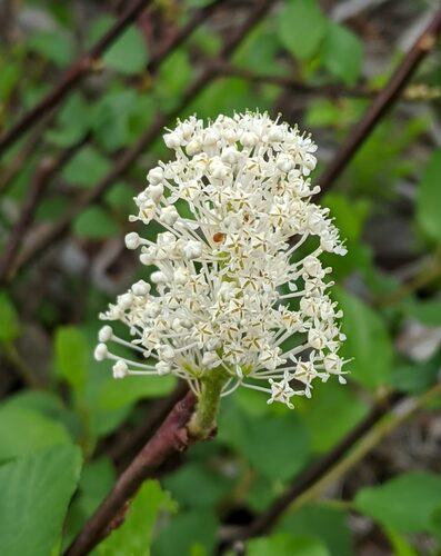 Ceanothus sanguineus (Oregon Tea Tree) — photo
