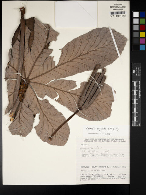 Cecropia angulata — photo