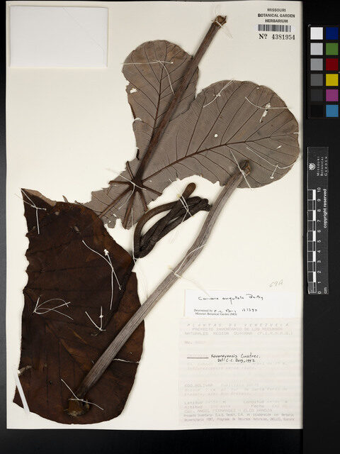 Cecropia angulata