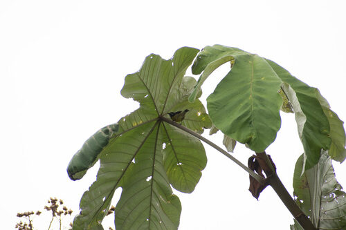 Cecropia ficifolia — photo