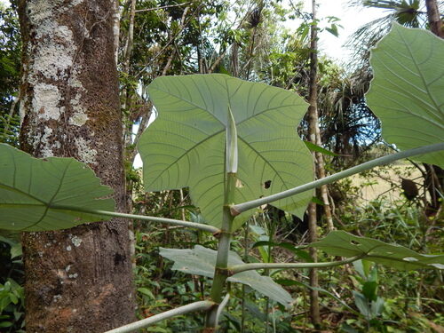Cecropia ficifolia — photo