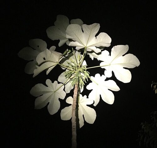 Cecropia ficifolia