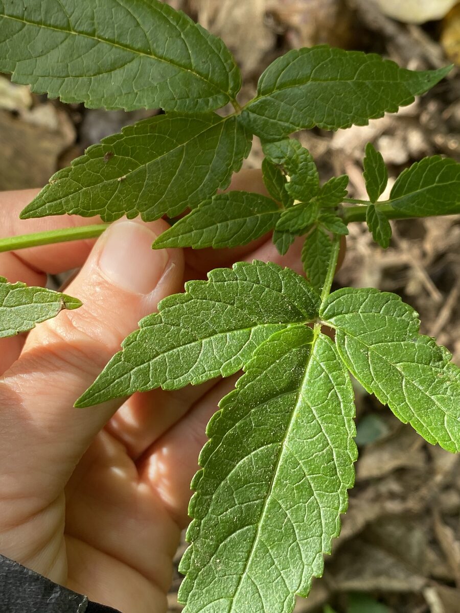 Cedronella canariensis - (L.)Webb.&Berth. (Balm Of Gilead) — photo