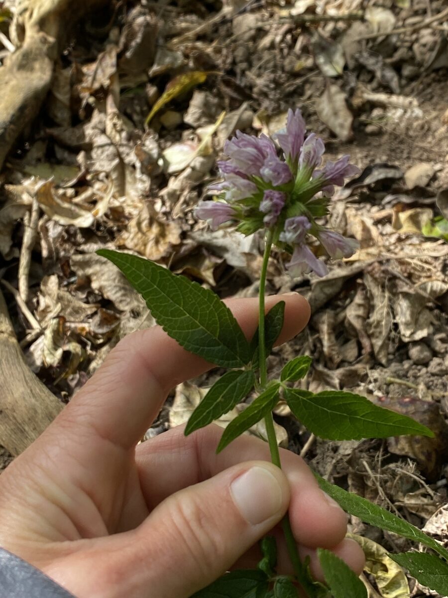 Cedronella canariensis - (L.)Webb.&Berth. (Balm Of Gilead) — photo
