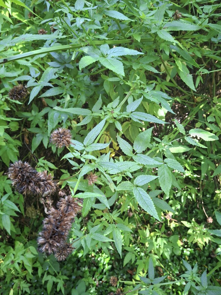 Cedronella canariensis - (L.)Webb.&Berth.