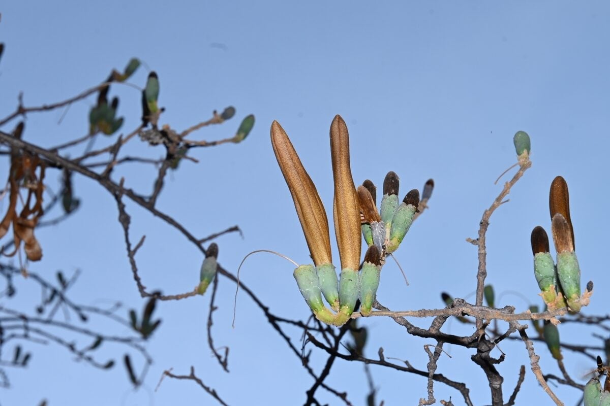 Ceiba aesculifolia subsp. parvifolia (Pochote) — photo