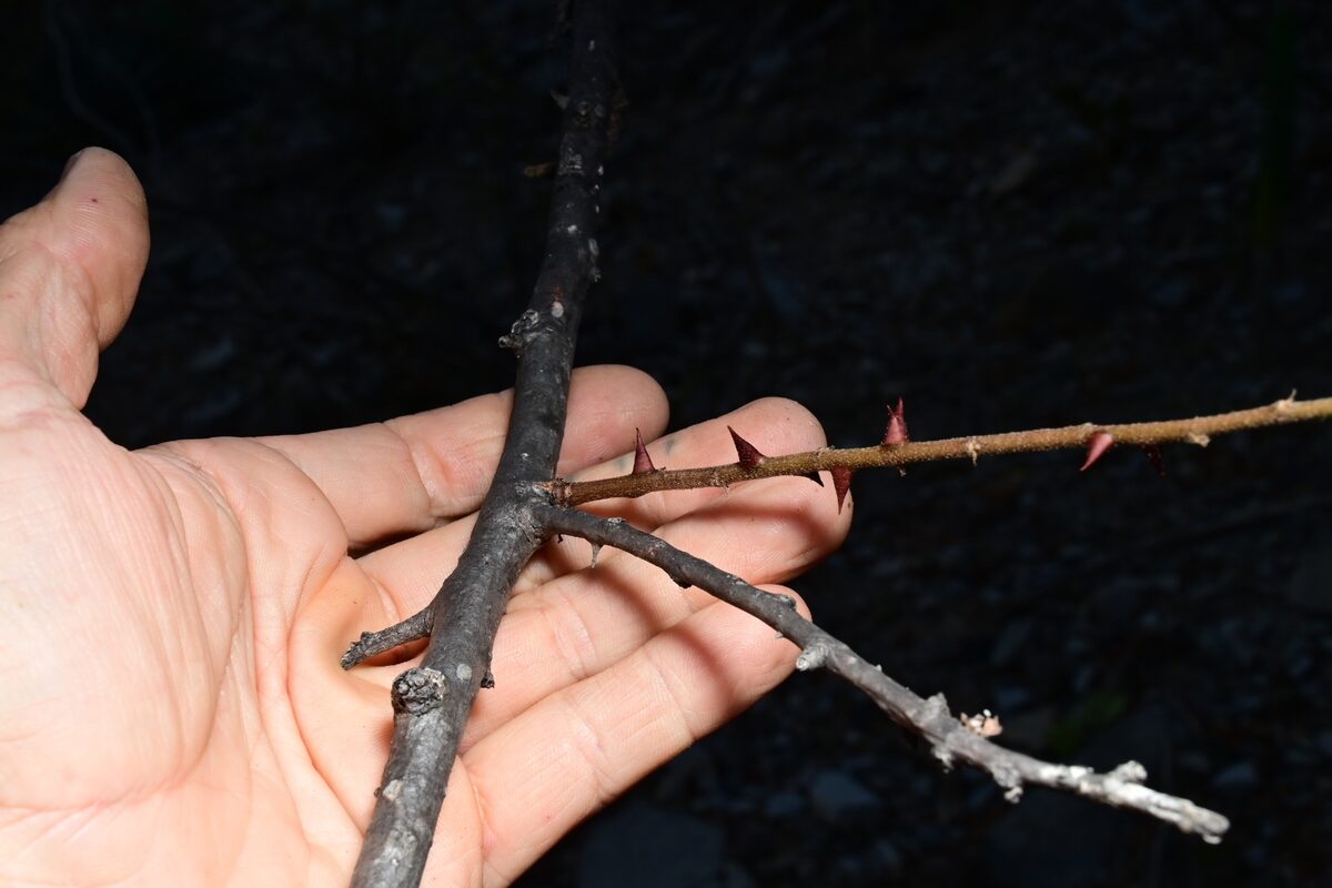 Ceiba aesculifolia subsp. parvifolia (Pochote) — photo