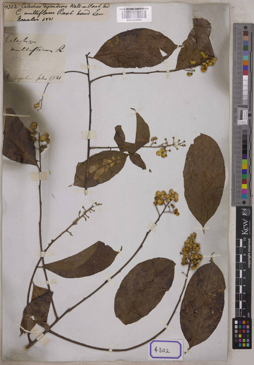Celastrus dependens — photo