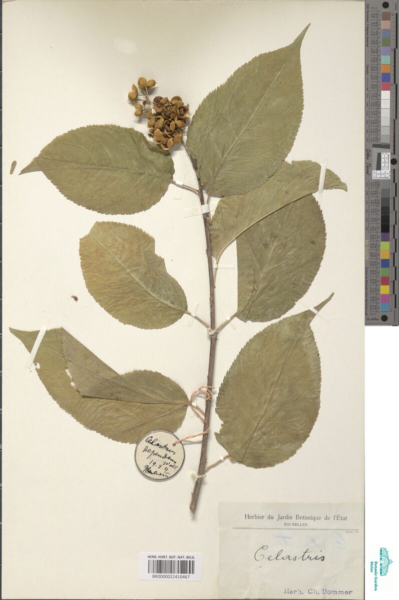 Celastrus dependens