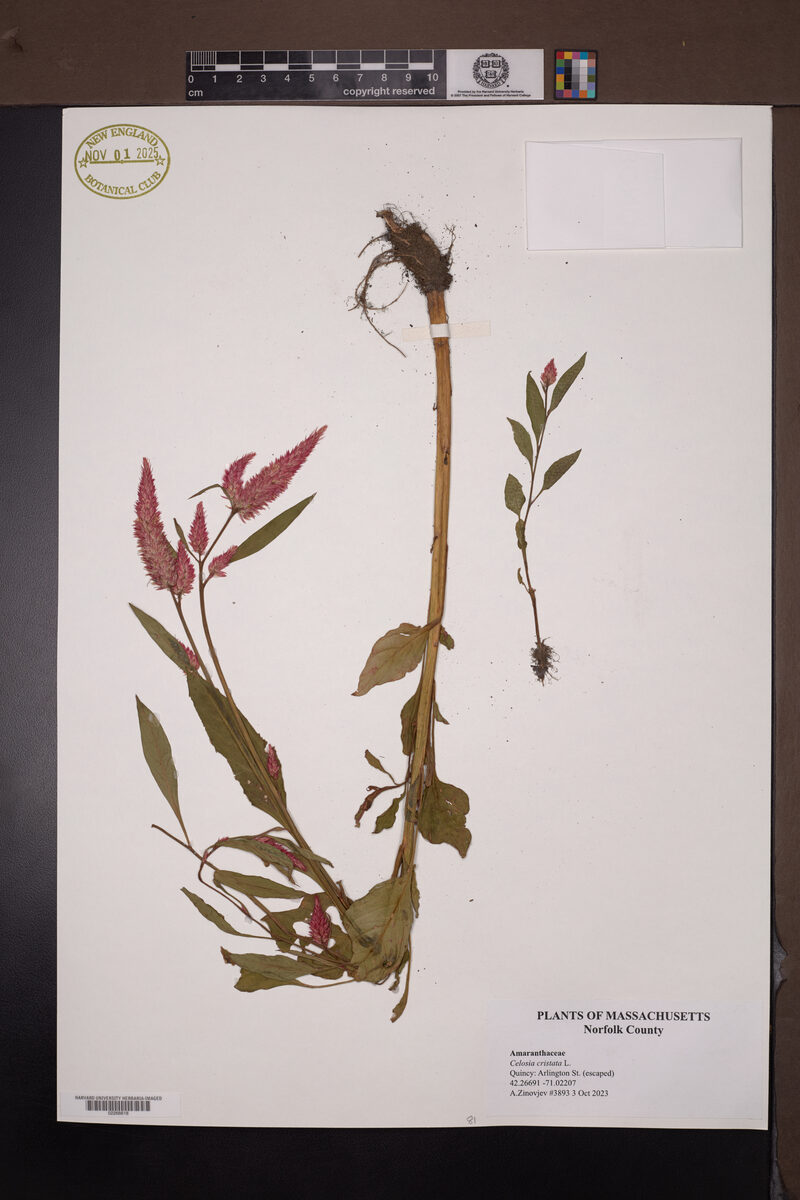 Celosia argentea cristata - (L.)Kuntze. (Lagos Spinach) — photo
