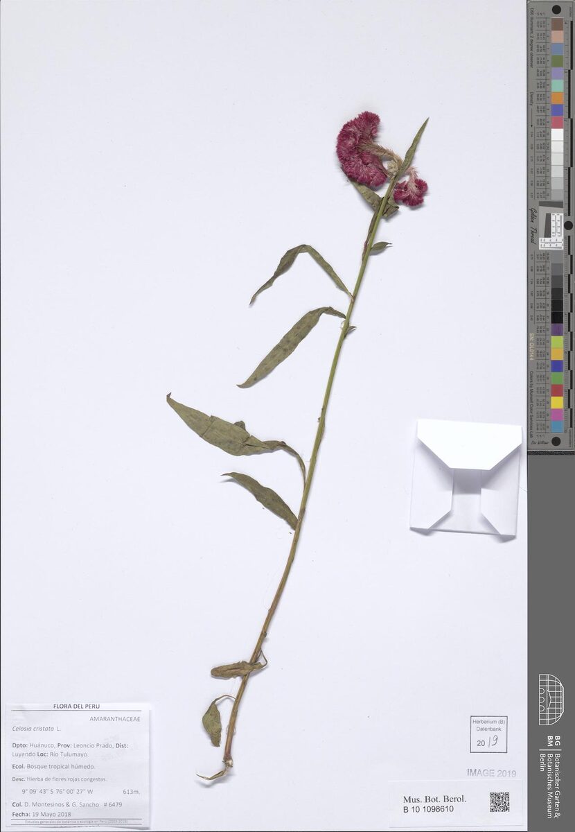 Celosia argentea cristata - (L.)Kuntze. (Lagos Spinach) — photo