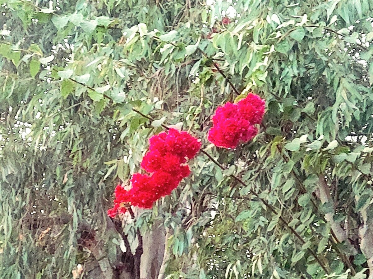 Celosia argentea cristata - (L.)Kuntze.