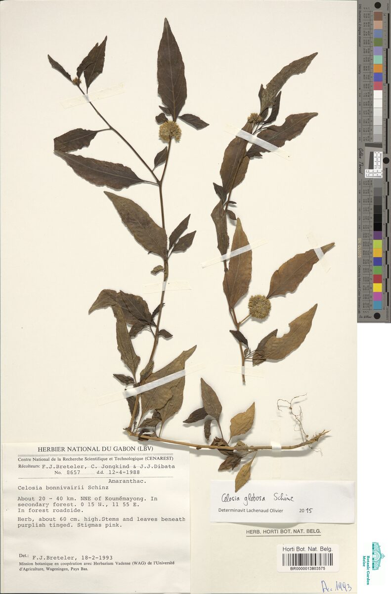 Celosia bonnivairii — photo