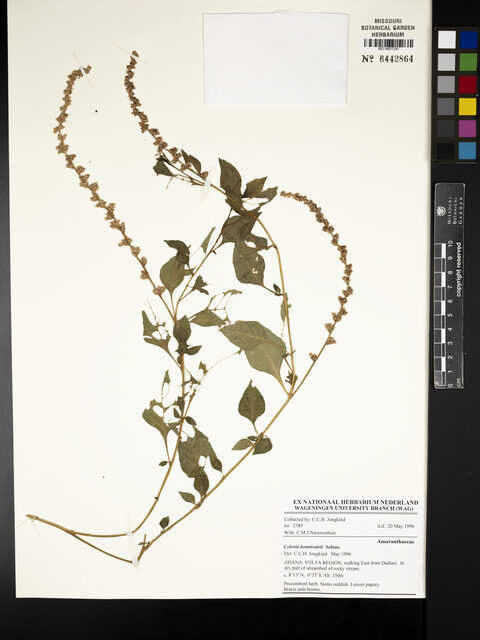 Celosia bonnivairii