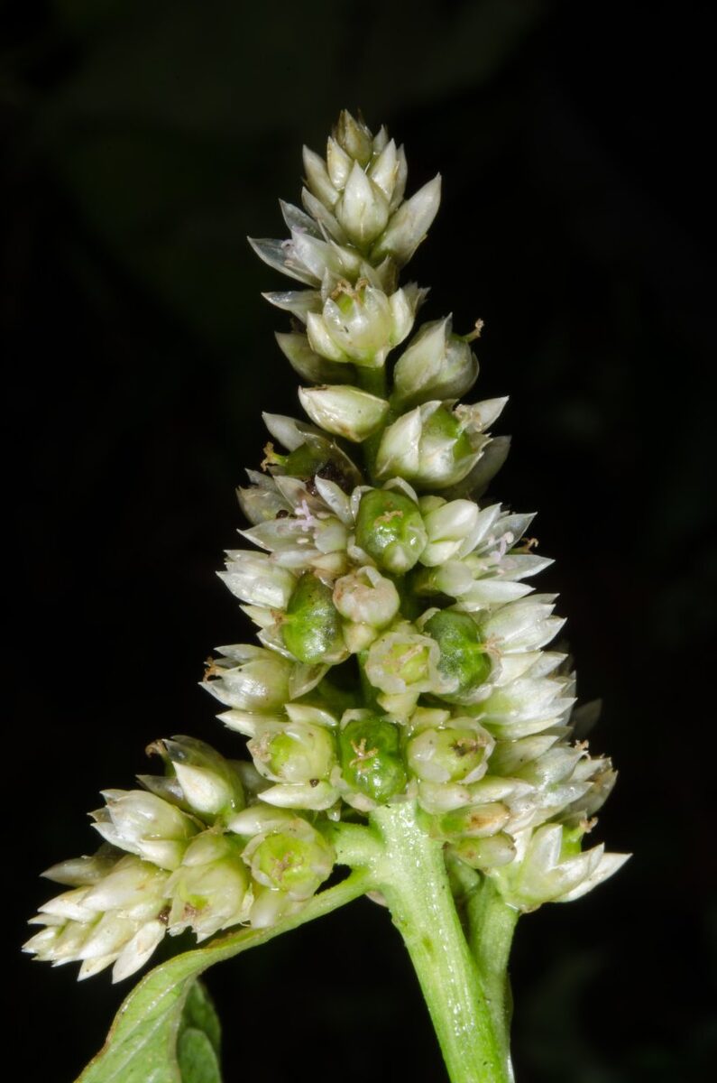 Celosia isertii (Cockscomb) — photo