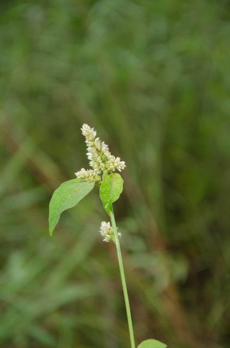 Celosia isertii (Cockscomb) — photo
