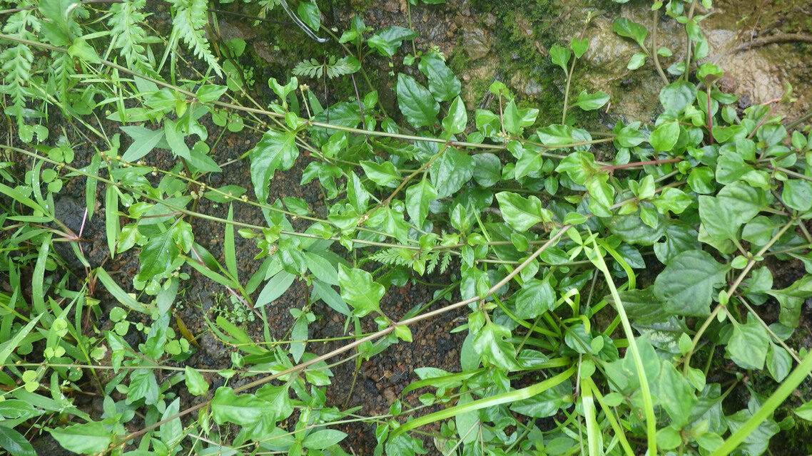 Celosia leptostachya — photo