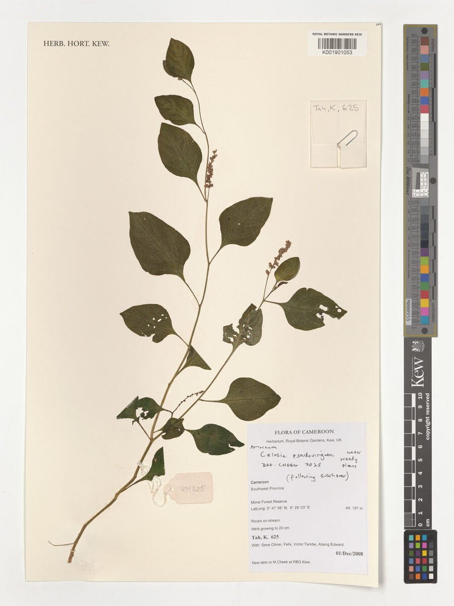 Celosia pseudovirgata — photo