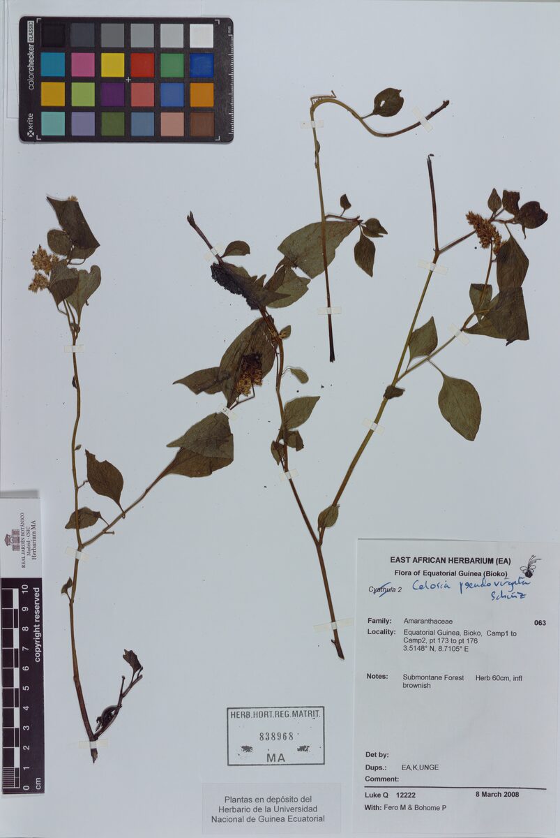 Celosia pseudovirgata