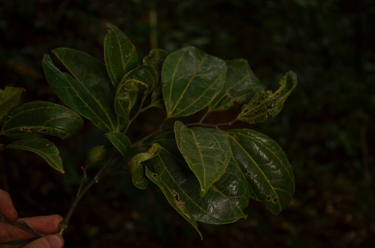 Celtis adolfi-friderici — photo