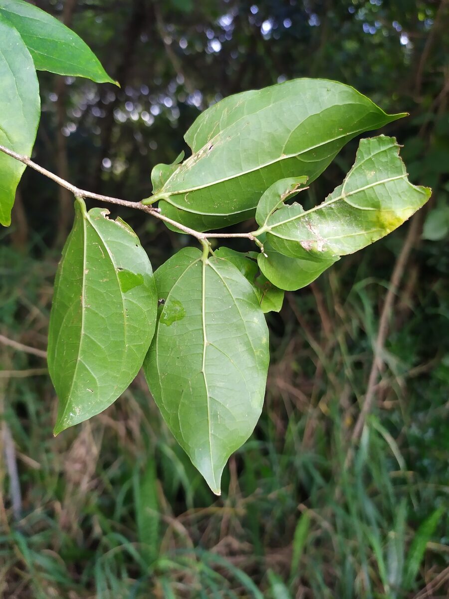 Celtis iguanaea - (Jacq.) Sarg. (Desert Hackberry) — photo