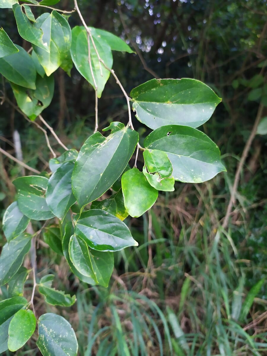 Celtis iguanaea - (Jacq.) Sarg. (Desert Hackberry) — photo