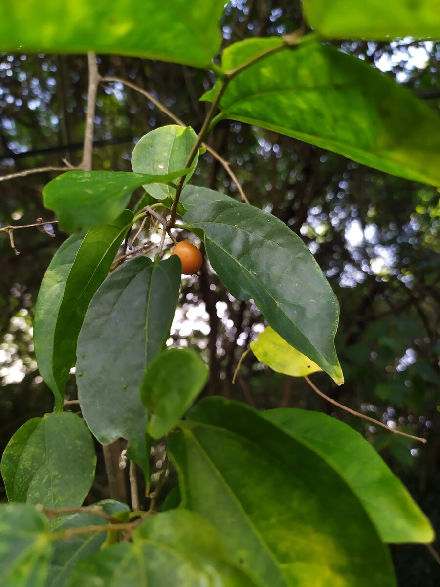 Celtis iguanaea - (Jacq.) Sarg.