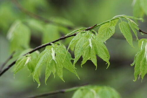 Celtis luzonica
