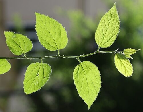 Celtis luzonica (Celtis) — photo