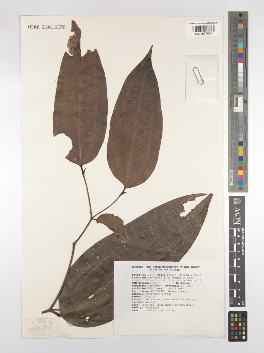 Celtis luzonica (Celtis) — photo
