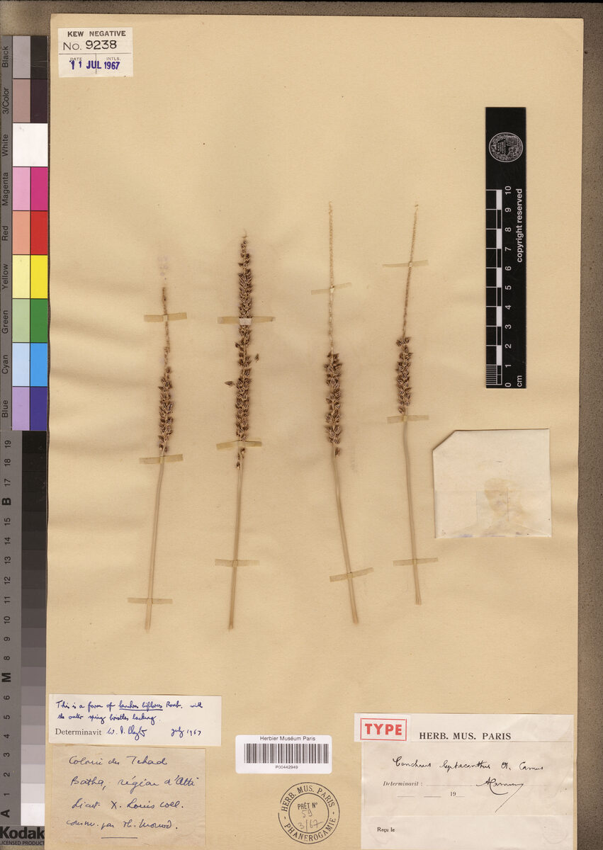 Cenchrus leptacanthus
