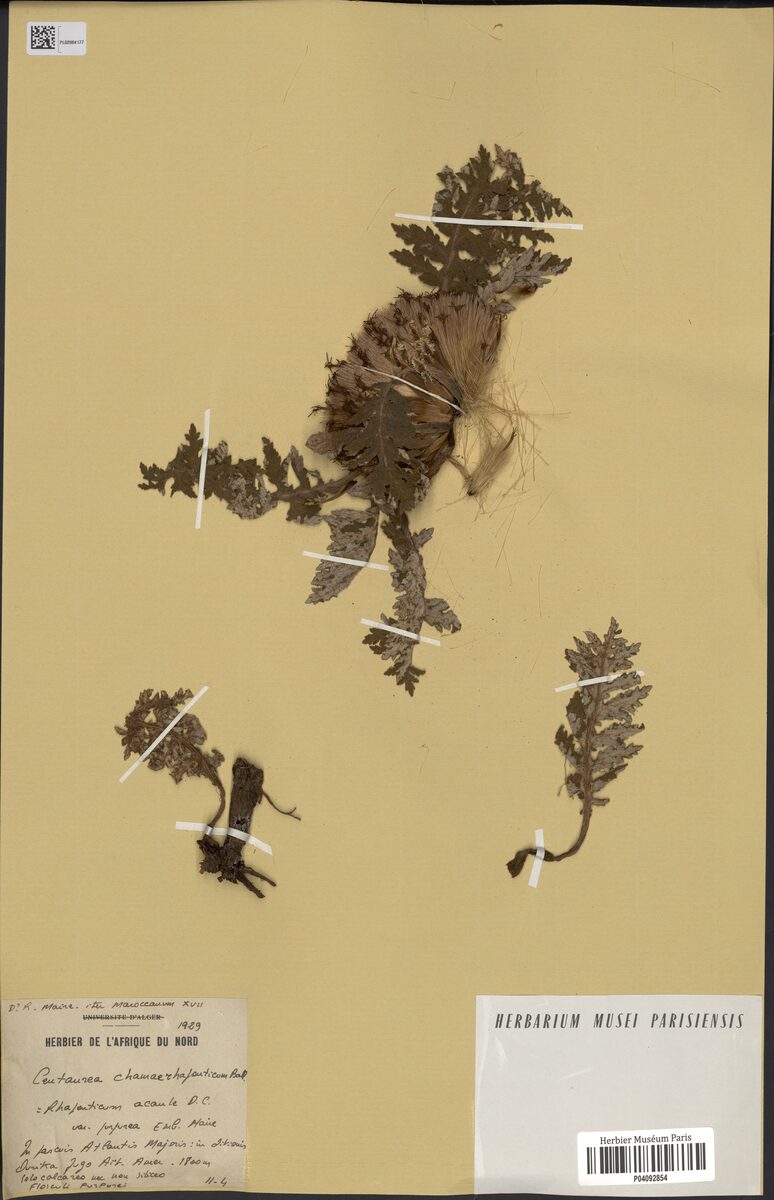 Centaurea chamaerhaponticum — photo