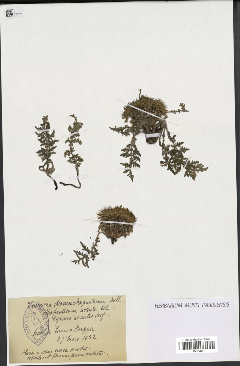 Centaurea chamaerhaponticum — photo