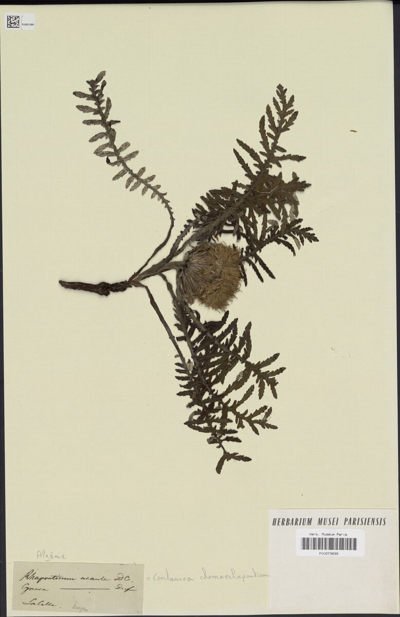 Centaurea chamaerhaponticum