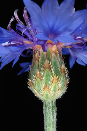 Centaurea cyanus (Cornflower) — photo