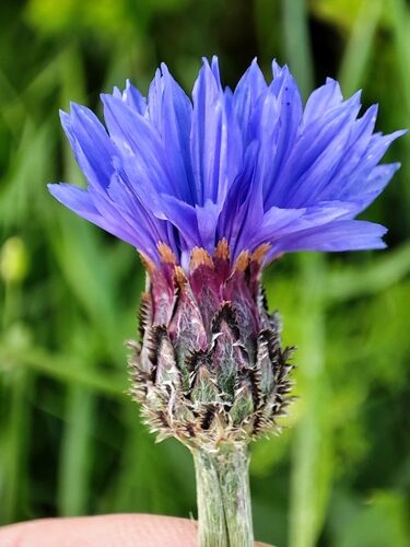 Centaurea cyanus (Cornflower) — photo