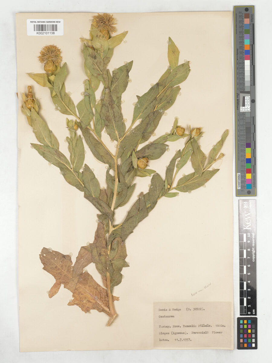 Centaurea szovitsiana — photo