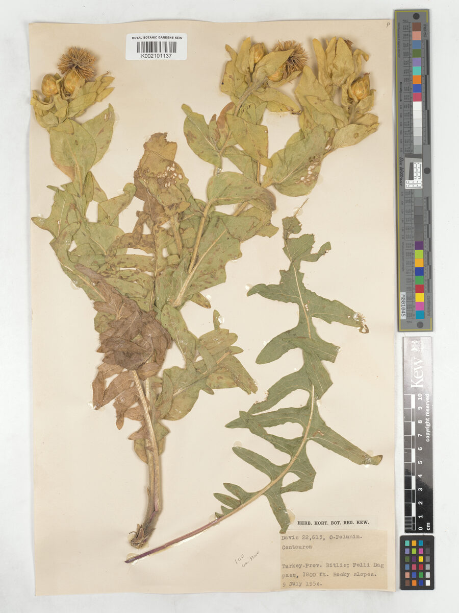 Centaurea szovitsiana — photo