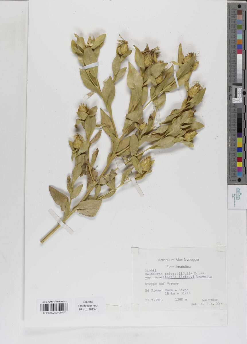 Centaurea szovitsiana