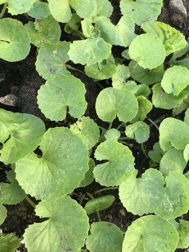 Centella cordifolia (Centella) — photo