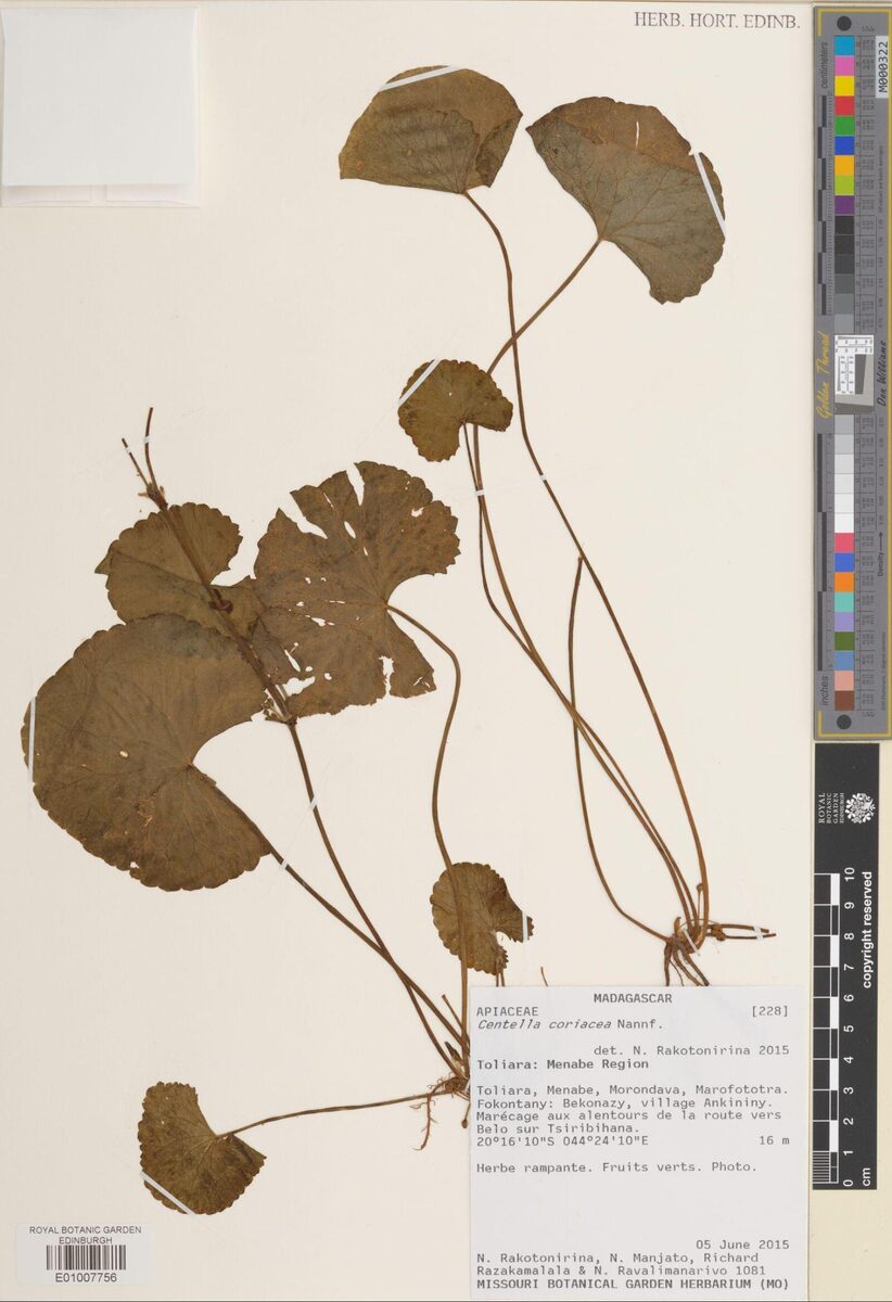 Centella coriacea — photo
