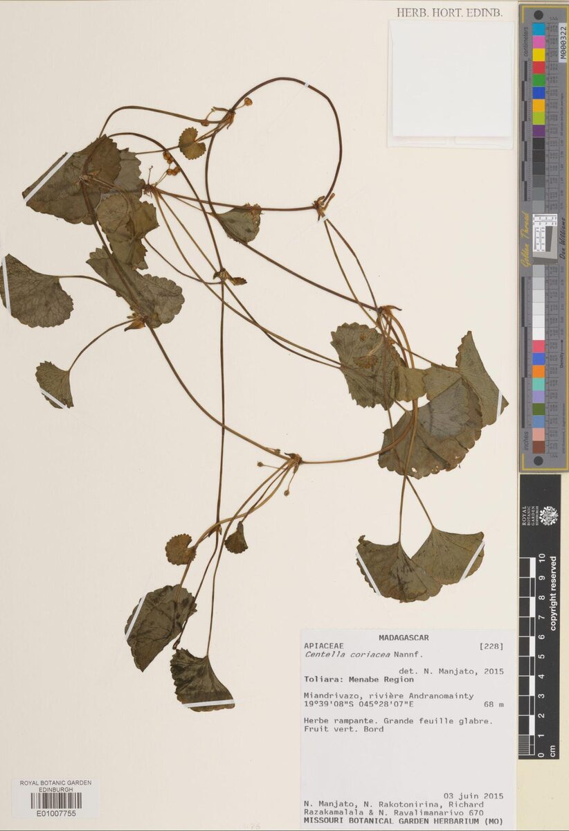 Centella coriacea