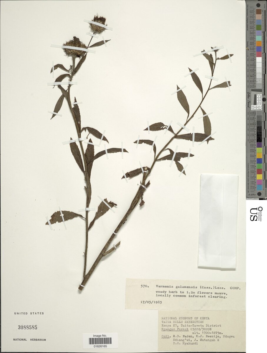 Centrapalus pauciflorus (Bitterleaf) — photo